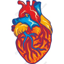 Vibrant Human Heart