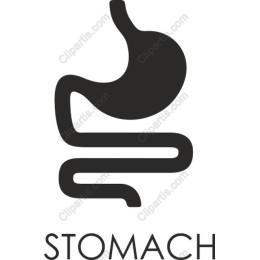 Stylized Stomach Icon