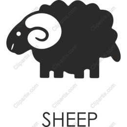 Cute Sheep