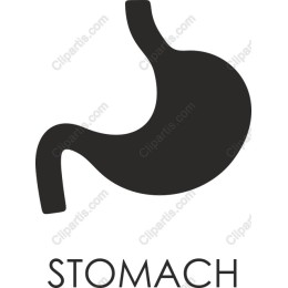 Minimalist Stomach