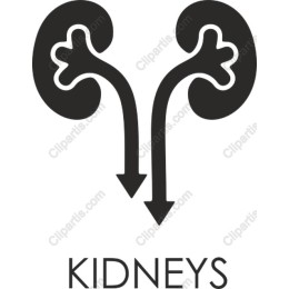 Kidneys