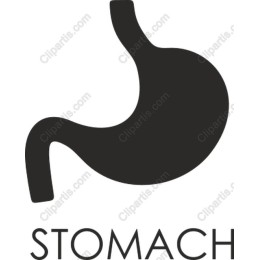 Stylized Stomach Icon
