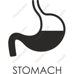 Stylized Stomach