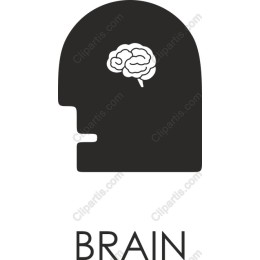 Brain Insight