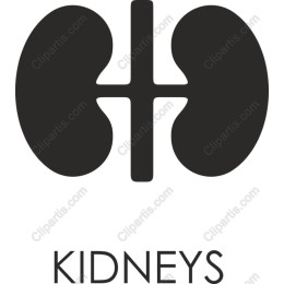 Kidney