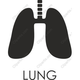Lung