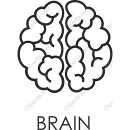 Brain