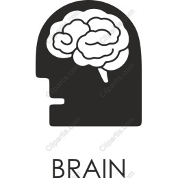 Brain