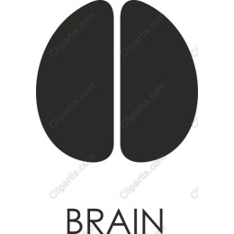 Brain