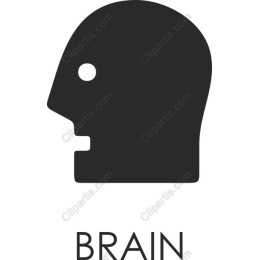 Brain