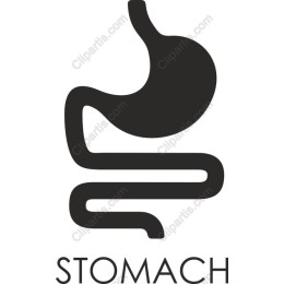 Stomach Icon