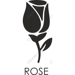 Elegant Rose