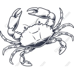 Coastal Charm Crab
