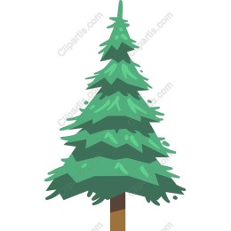 Coniferous Tree