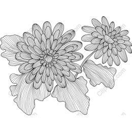 Chrysanthemum Bloom