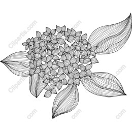 Charming Floral Line Art