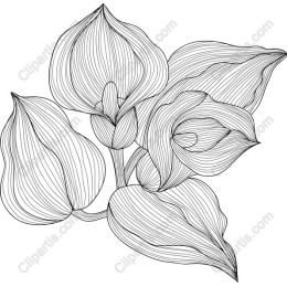 Elegant Floral Line Art