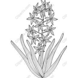 Elegant Flowering Plant