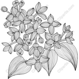 Floral Line Art