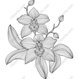 Elegant Orchid Line Art