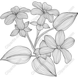Elegant Botanical Line Art Flower