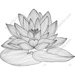 Lotus Blossom