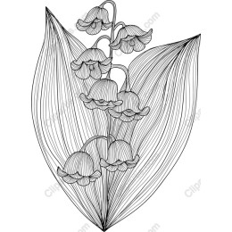Elegant Lily of the Valley