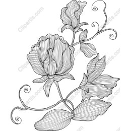 Elegant Floral