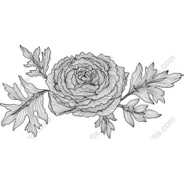 Elegant Rose