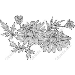 Elegant Chrysanthemum Floral