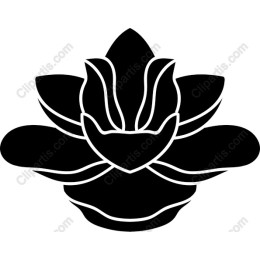 Elegant Lotus Flower