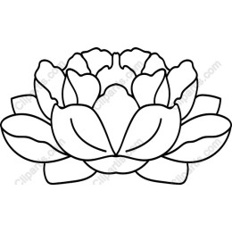 Lotus Flower