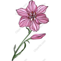 Pink Lily
