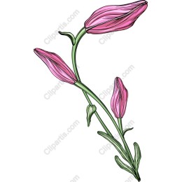 Elegant Pink Flower Bud