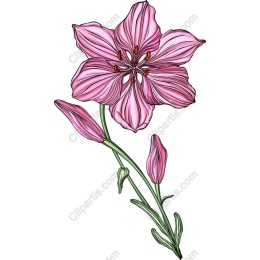 Stunning Pink Lily