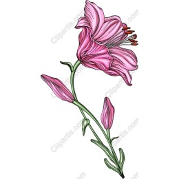 Pink Lily - Elegant Floral
