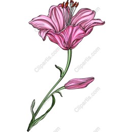 Elegant Pink Flower