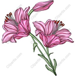 Pink Lily