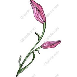 Elegant Pink Flower Bud