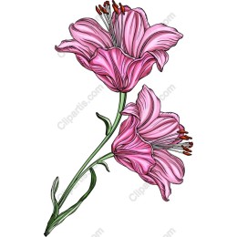 Elegant Pink Flower