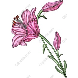 Elegant Pink Lily
