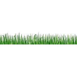 Vibrant Green Grass