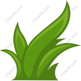 Lush Green Grass
