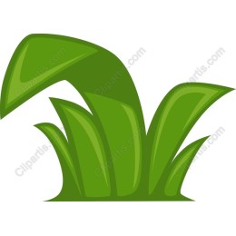 Lush Green Grass
