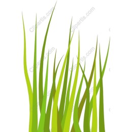 Lush Green Grass