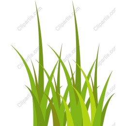 Vibrant Green Grass