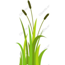 Lush Reeds and Grass