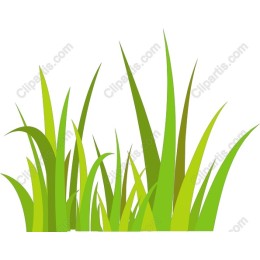 Vibrant Green Grass