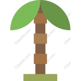 Tropical Palm Tree
