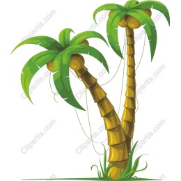 Tropical Palm Trees